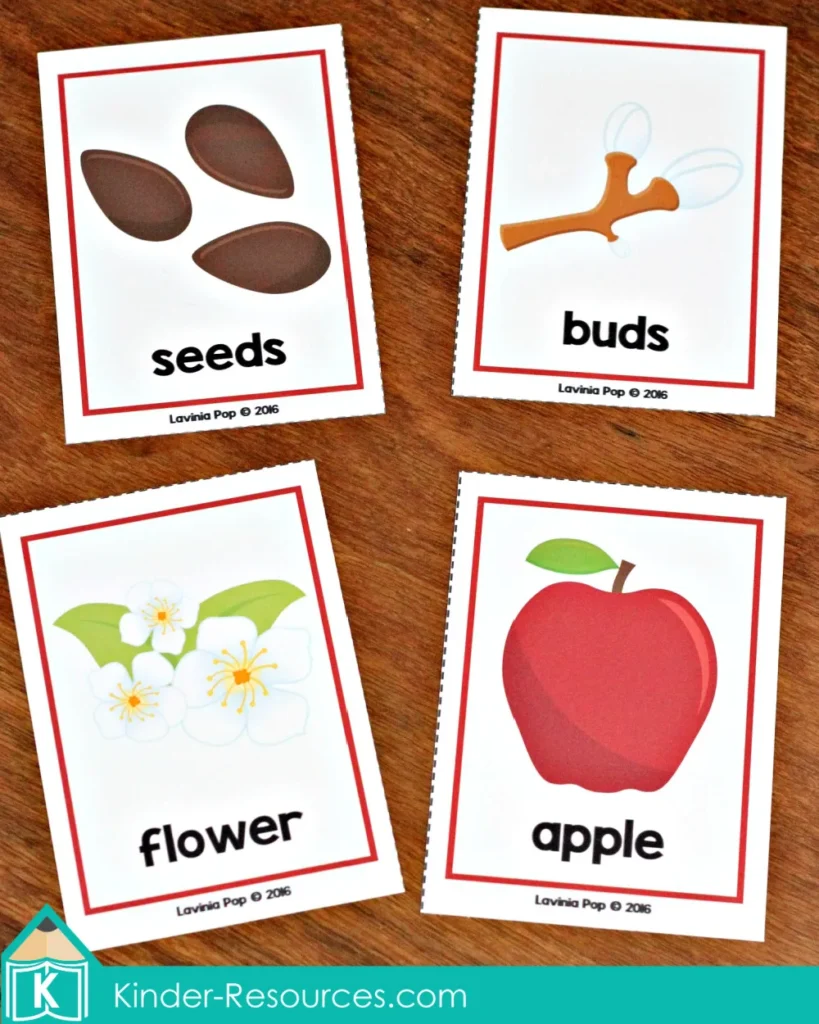 Autumn preschool sequencing activity showing apple life cycle stages: seeds, buds, flower, and apple.