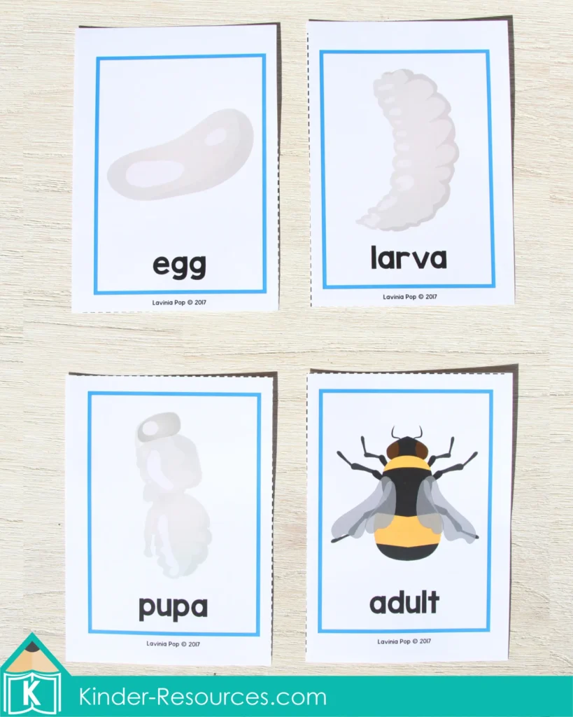Preschool Summer Center Activities. Bee Life Cycle Sequencing Cards