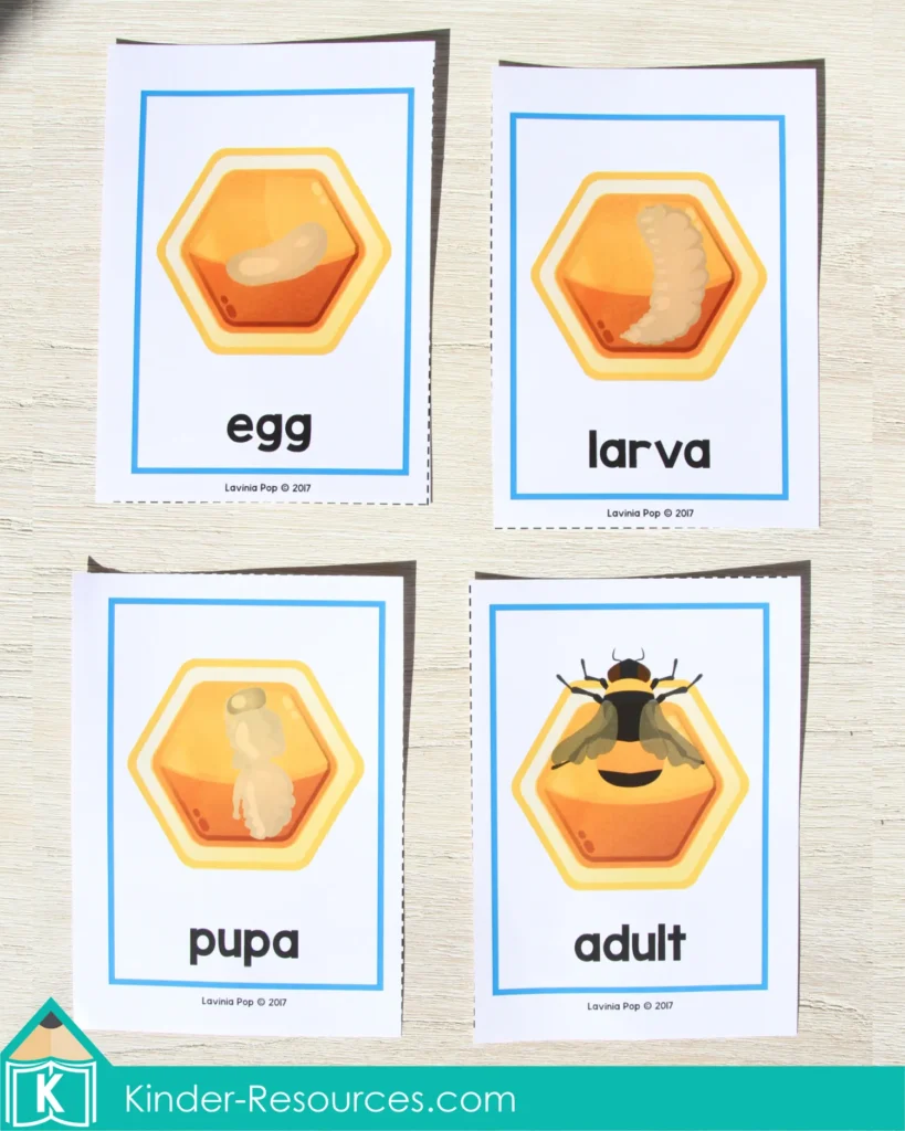 Preschool Summer Center Activities. Bee Life Cycle Sequencing Cards