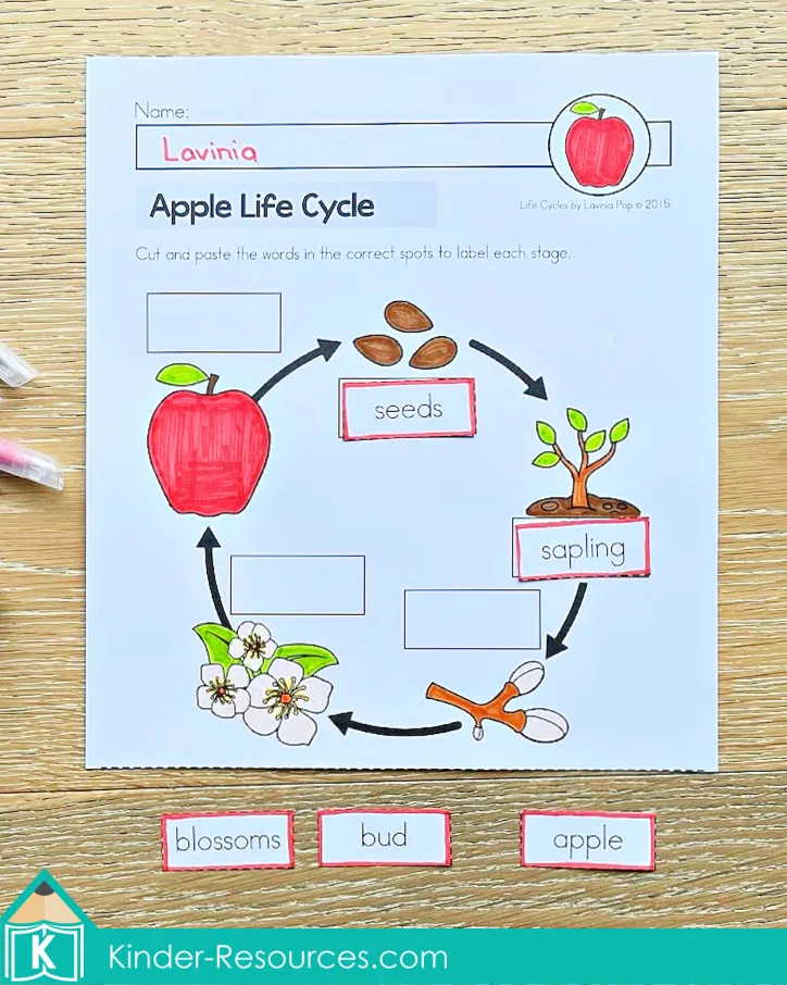 Label the apple life cycle worksheet for preschool and kindergarten where children cut and paste words to match each stage