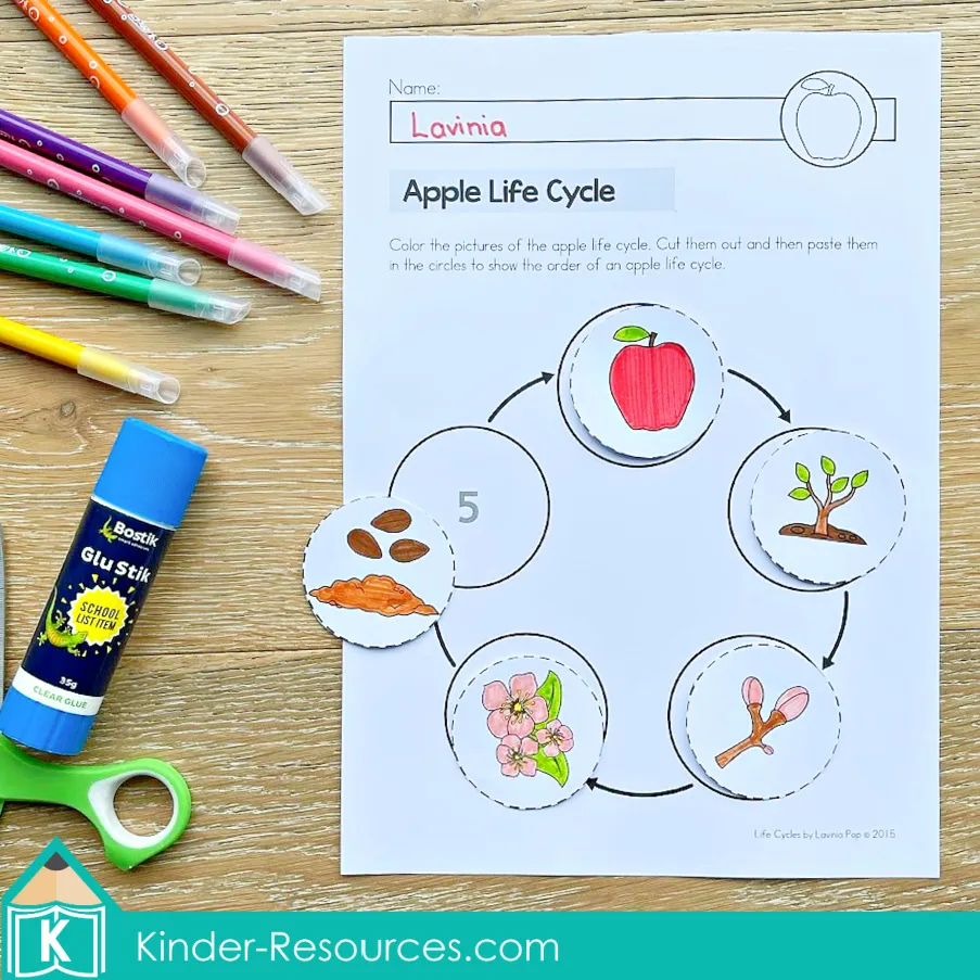 Apple life cycle activity page with color pictures for students to cut, paste, and order correctly to show how apples grow