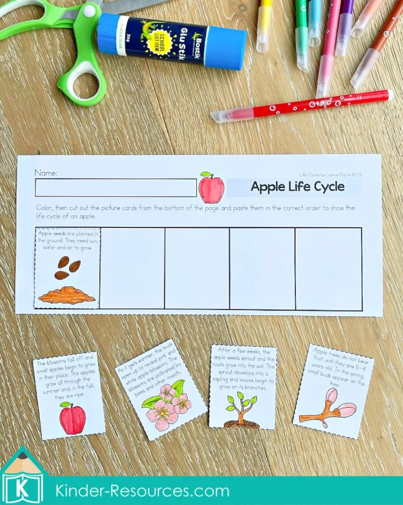 Cut and paste apple life cycle worksheet where children color, cut, and arrange pictures in the correct order to show the stages of growth