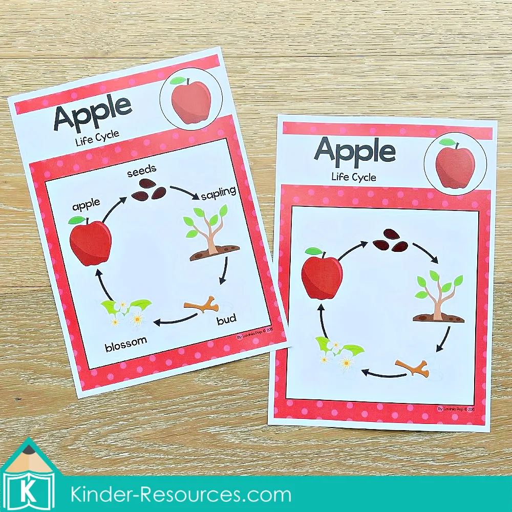 Two printable apple life cycle posters showing full sequence from seed to apple, ideal for preschool and kindergarten classrooms