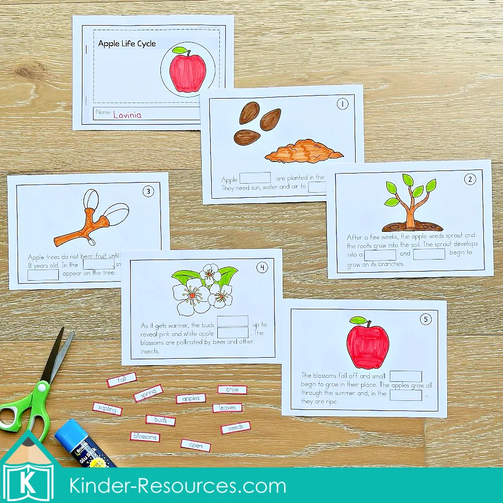 Hands-on apple life cycle mini book activity where students read, color, and paste pictures of each growth stage