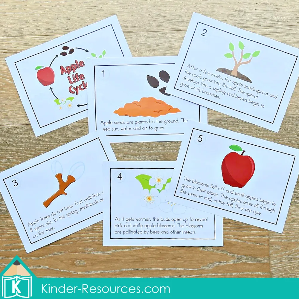 Printable apple life cycle classroom big book pages showing each stage from seeds to apple, perfect for preschool and kindergarten science lessons or fall apple theme week