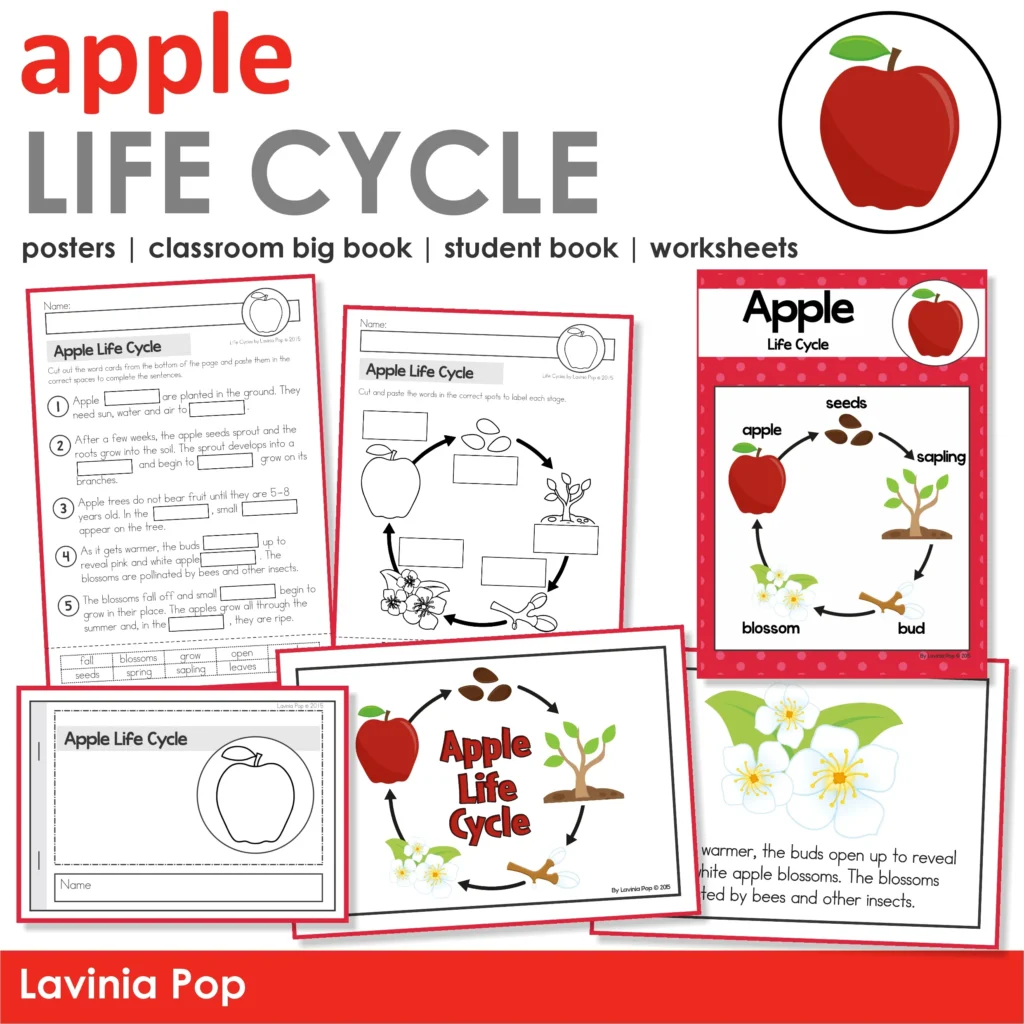 Printable apple life cycle worksheet for kindergarten where students cut and paste words like seeds, sapling, bud, blossoms, and apple to label each sta