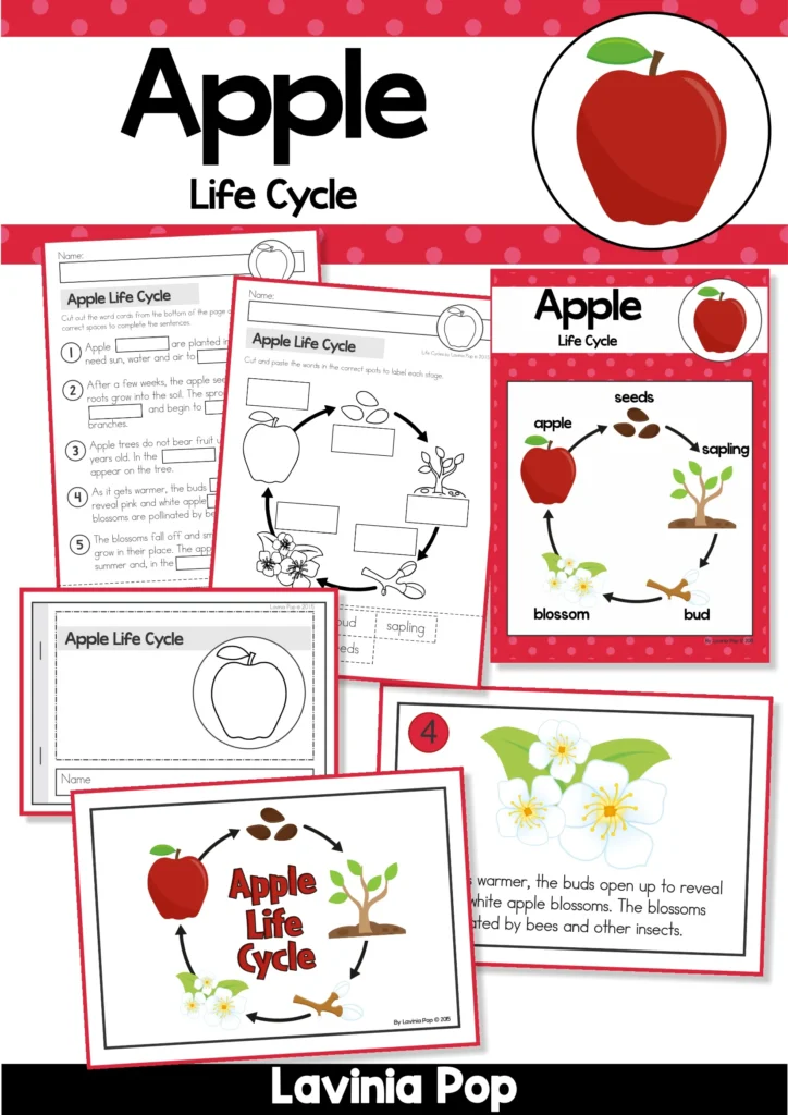 Apple life cycle science activity pack for kindergarten and 1st grade including posters, big book, and printable sequencing worksheets