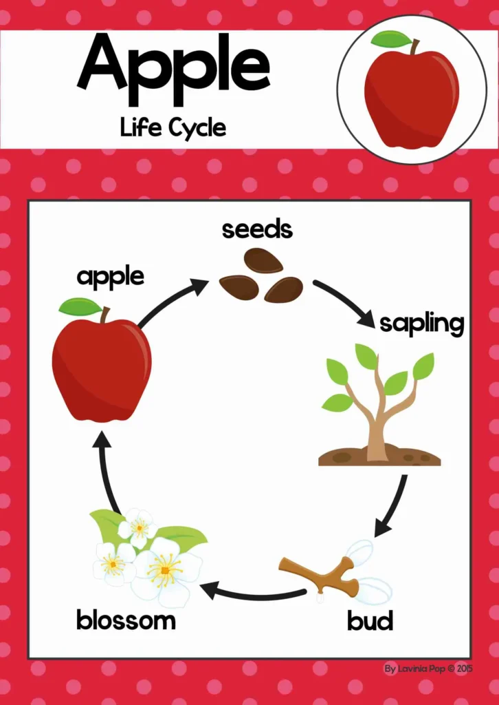 Colorful apple life cycle poster showing stages seeds, sapling, bud, blossom, and apple for early science lessons