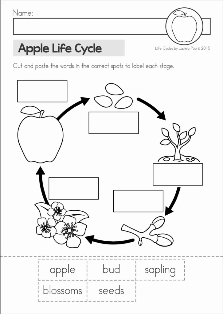 Black and white apple life cycle worksheet for preschool and kindergarten where students cut and paste words like seeds, sapling, bud, blossoms, and apple to label each stage of the cycle