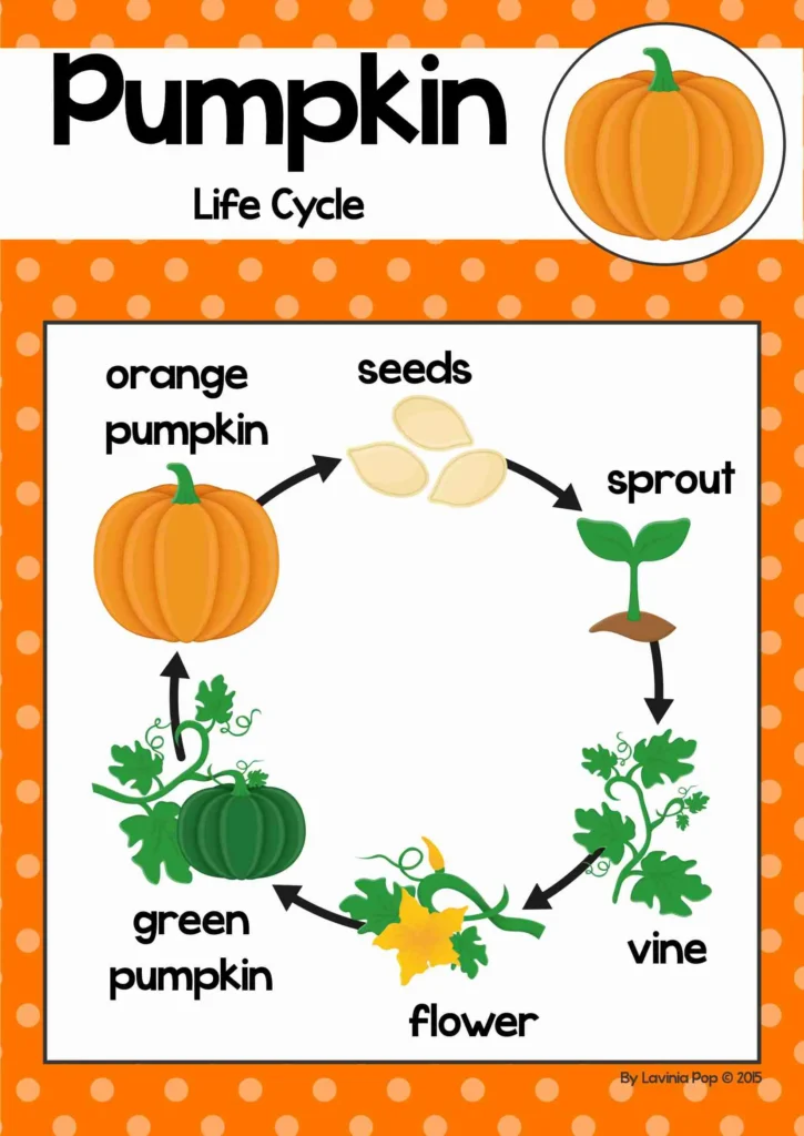 Colorful pumpkin life cycle poster for preschool and kindergarten showing labeled stages seed, sprout, vine, flower, green pumpkin, and orange pumpkin