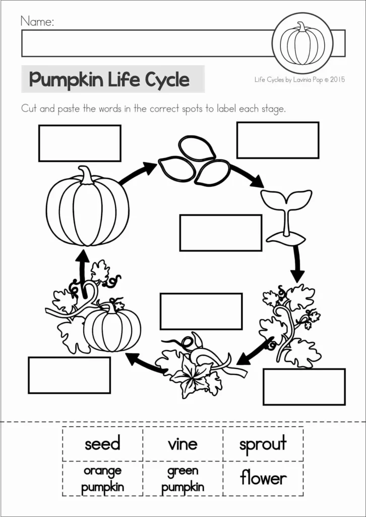 Black and white pumpkin life cycle worksheet where children cut and paste words like seed, sprout, vine, flower, green pumpkin, and orange pumpkin to label each stage