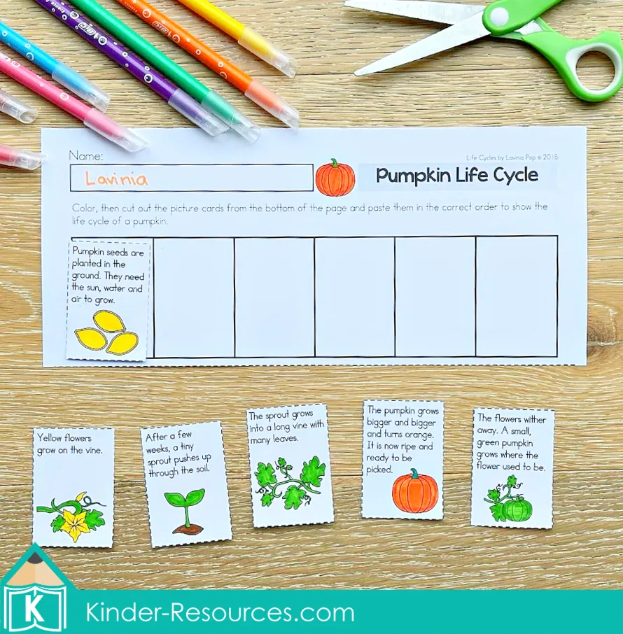 Pumpkin life cycle sequencing worksheet for kindergarten and first grade where students order pictures and sentences to show each stage of pumpkin growth