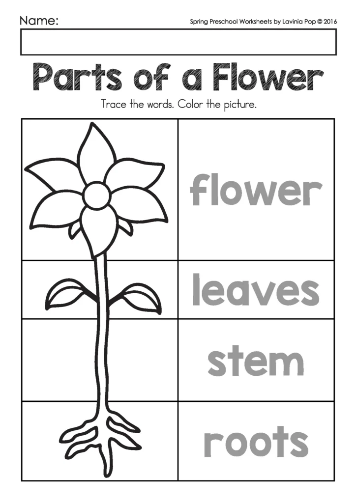 Spring Preschool Worksheets and Activities parts of a flower worksheet labeling flower leaves stem and roots