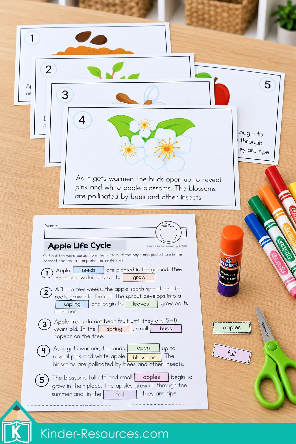 Apple life cycle class book stage cards above a completed missing words worksheet with crayons, glue and scissors.