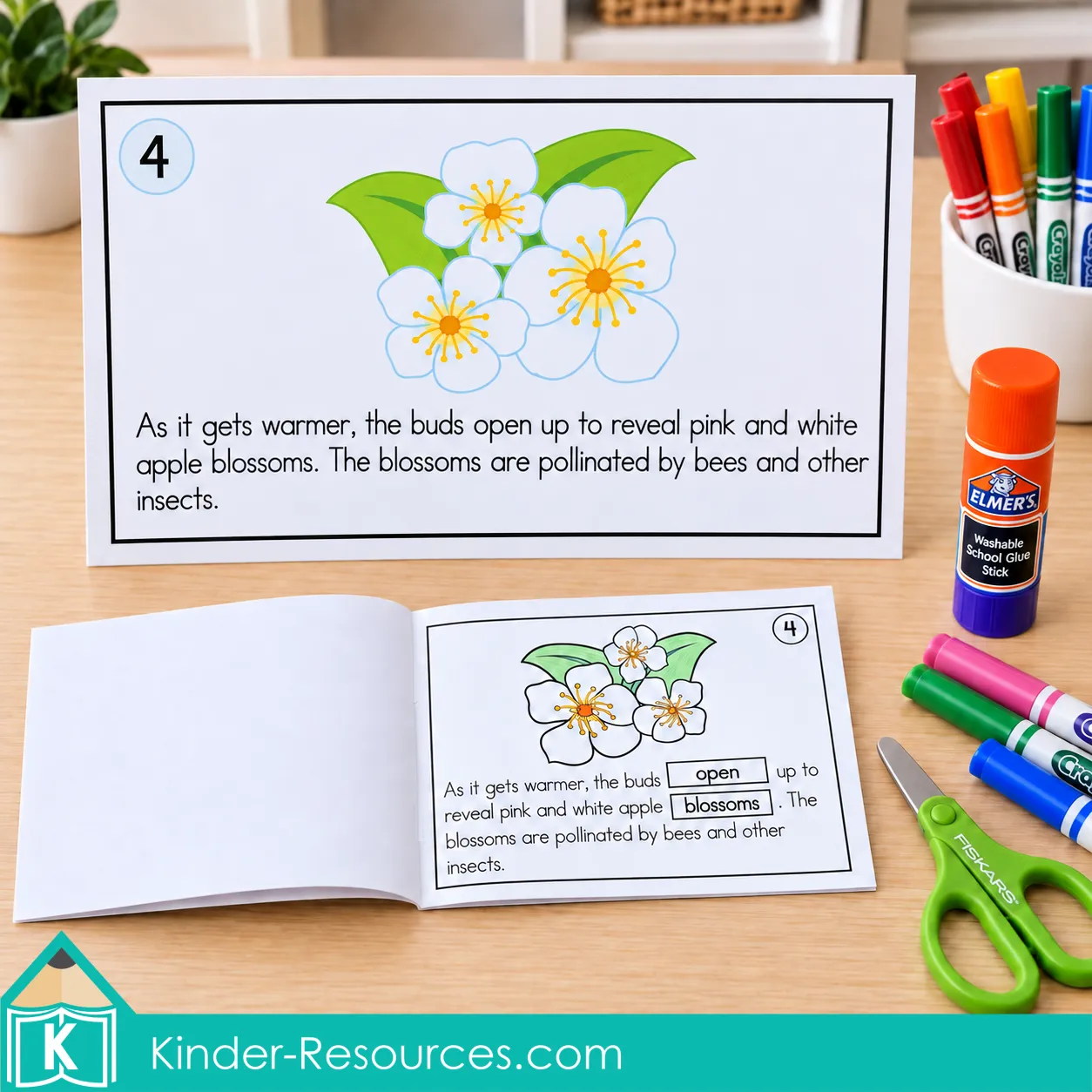 Apple blossom stage card and open apple life cycle reader with the words open and blossoms pasted into the sentence.