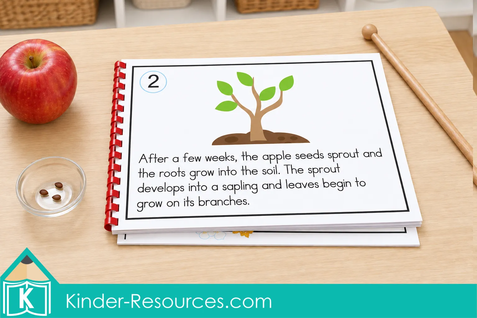 Spiral bound apple life cycle class book open to the sapling stage beside an apple, apple seeds and a wooden pointer.