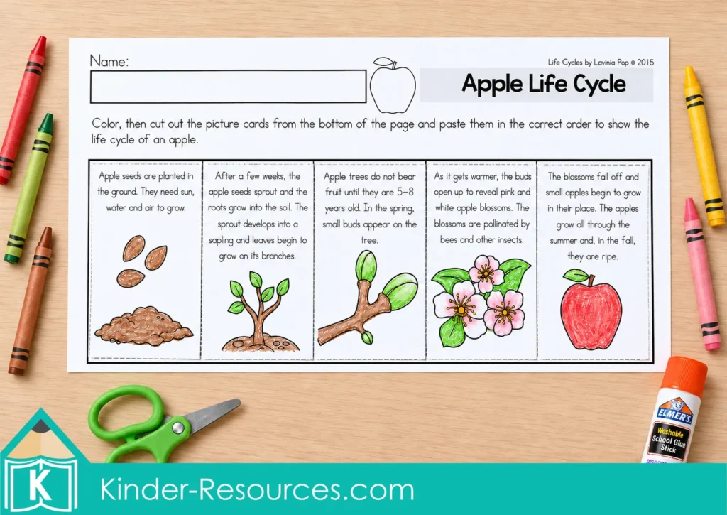 Apple life cycle sequencing worksheet with five illustrated stages from seeds to ripe apple, plus crayons, glue and scissors.