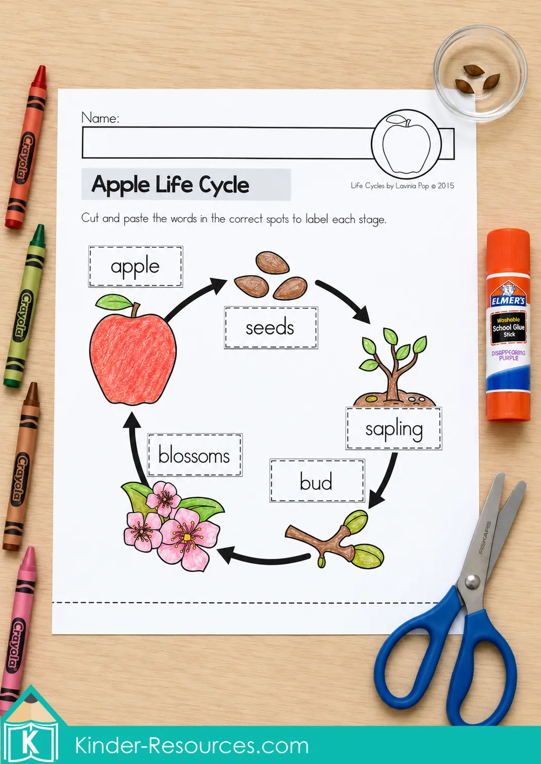 Completed apple life cycle labeling worksheet with apple, seeds, sapling, bud and blossoms arranged in sequence.