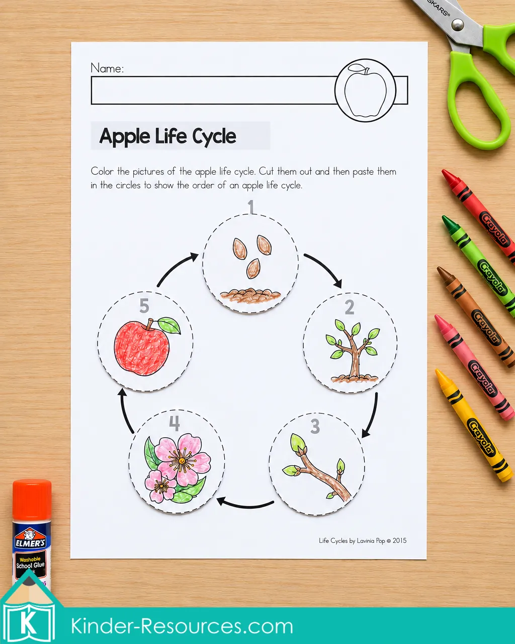 Apple life cycle picture sequencing worksheet with colored circles showing seeds, sapling, bud, blossoms and apple in order.