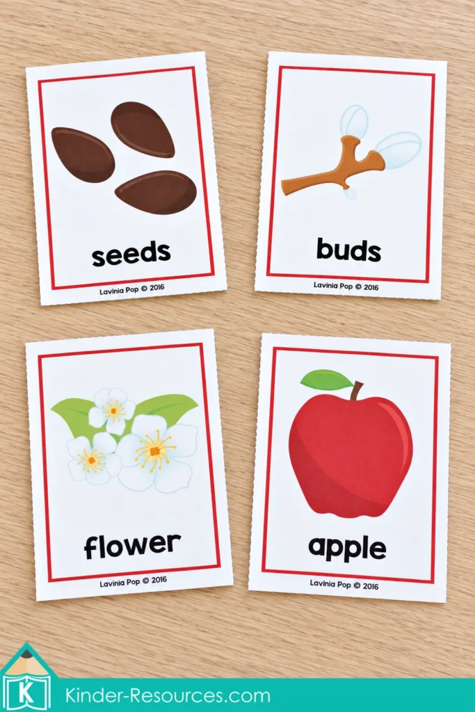 Four apple sequencing cards for fall preschool centers showing seeds, buds, flowers, and an apple.